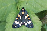 Callimorpha dominula