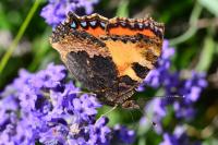 Aglais urticae
