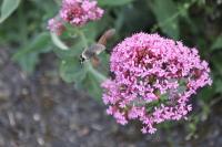 Macroglossum stellatarum