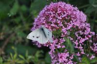 Pieris rapae