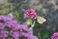 Pieris rapae