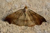 Laspeyria flexula