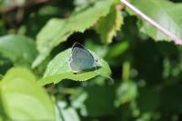 Celastrina argiolus