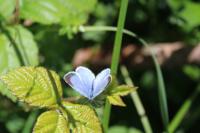 Celastrina argiolus