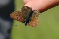 Lycaena tityrus