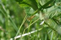 Sitochroa verticalis