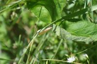 Sitochroa verticalis