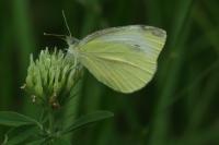 Pieris rapae