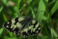 Melanargia galathea