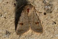 Caradrina kadenii