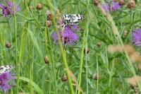 Melanargia galathea