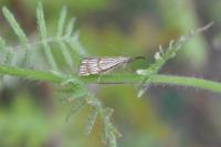 Chrysocrambus linetella