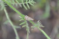 Chrysocrambus linetella