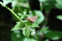 Pararge aegeria