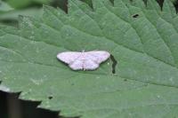 Idaea seriata