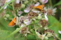 Thymelicus sylvestris