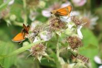 Thymelicus sylvestris