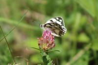 Melanargia galathea