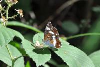 Limenitis camilla