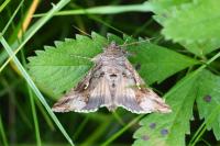 Autographa gamma