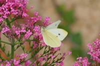 Pieris rapae