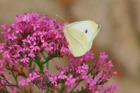 Pieris rapae
