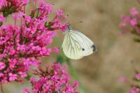 Pieris napi