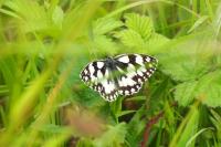 Melanargia galathea
