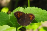 Maniola jurtina