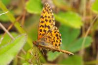 Boloria dia