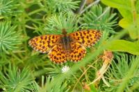 Boloria dia