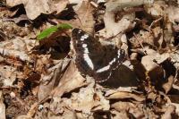 Limenitis camilla