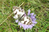 Melanargia galathea