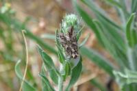 Autographa gamma