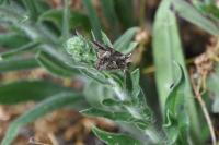 Autographa gamma