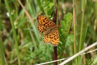 Boloria dia