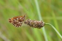 Boloria dia