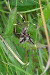 Autographa gamma