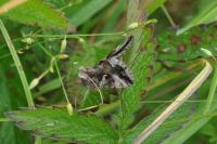 Autographa gamma