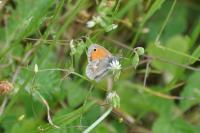 Coenonympha pamphilus