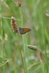 Coenonympha pamphilus