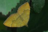 Camptogramma bilineata