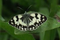 Melanargia galathea