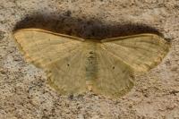 Idaea aversata