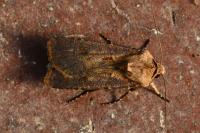 Agrotis exclamationis