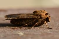 Agrotis exclamationis