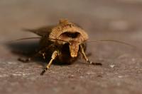 Agrotis exclamationis