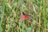 Tyria jacobaeae