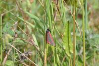 Tyria jacobaeae