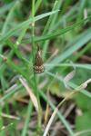 Chrysocrambus linetella